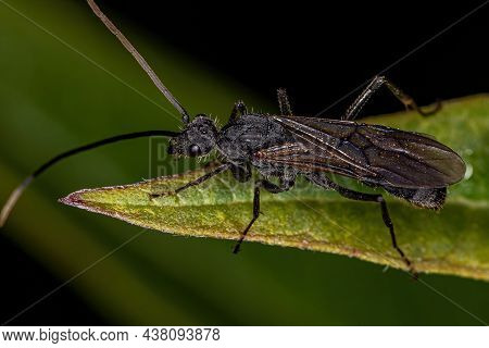 Adult Winged Male Ectatommine Ant Of The Genus Ectatomma