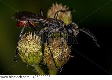 Adult Thread-waisted Wasp Of The Genus Prionyx
