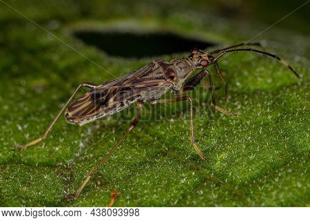 Dirt-colored Seed Bug Of The Subfamily Rhyparochrominae