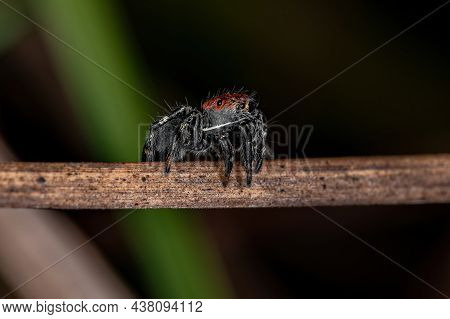 Small Jumping Spider
