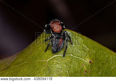 Small Jumping Spider