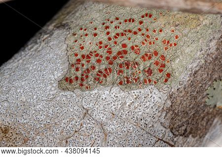 Small Bloodstain Lichen Of The Genus Haematomma
