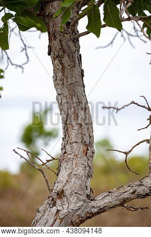 Sandpaper Green Tree Of The Species Curatella Americana