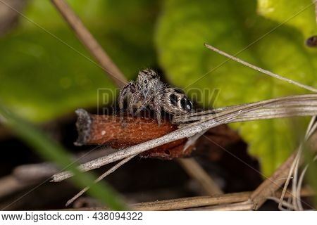 Small Jumping Spider Of The Subtribe Freyina