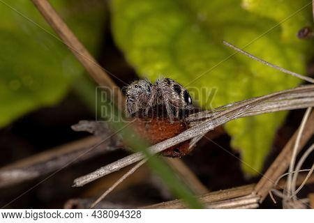 Small Jumping Spider Of The Subtribe Freyina