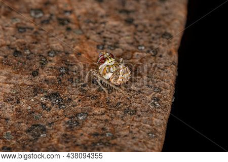 Typical Leafhopper Nymph Of The Family Cicadellidae