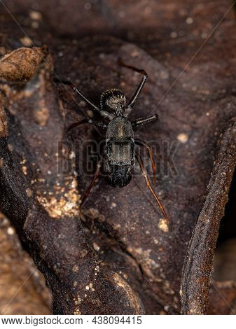 Male Adult Jumping Spider Of The Genus Sarinda That Mimics Carpenter Ants Of The Genus Camponotus