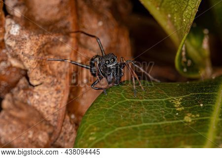 Male Adult Jumping Spider Of The Genus Sarinda That Mimics Carpenter Ants Of The Genus Camponotus