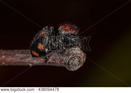 Small Jumping Spider