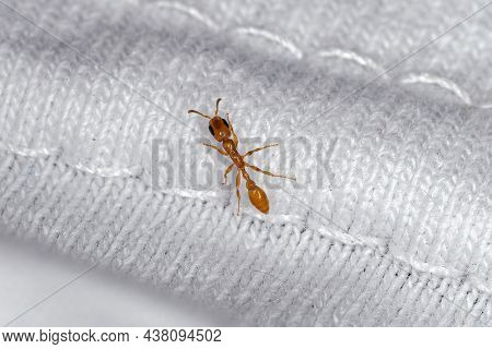Adult Female Twig Ant Of The Genus Pseudomyrmex