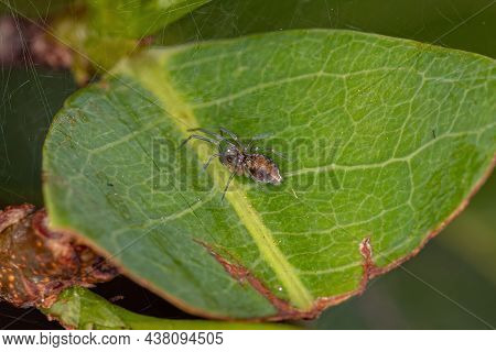 Adult Male Small Meshweaver Spider Of The Family Dictynidae