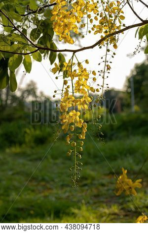Golden Rain Tree Yellow Flowers