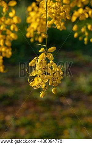 Golden Rain Tree Yellow Flowers
