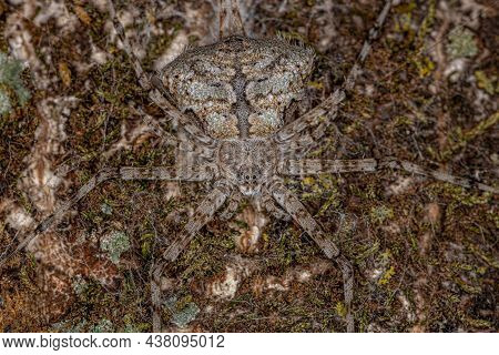 Adult Longspinneret Spider Of The Family Hersiliidae