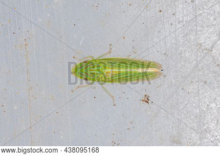 Adult Typical Leafhopper Of The Genus Spangbergiella