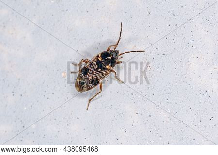 Adult Dirt-colored Seed Bug Of The Subfamily Rhyparochrominae