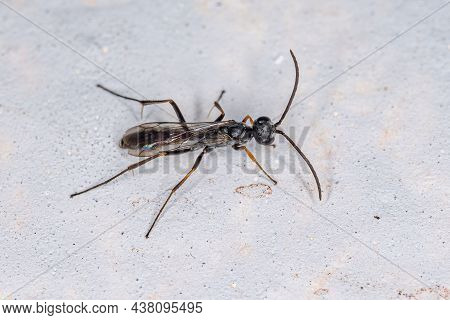 Adult Spider Wasp Of The Family Pompilidae