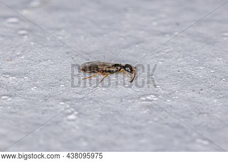 Adult Flat Wasp Of The Family Bethylidae