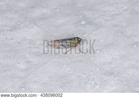 Small Typical Leafhopper Of The Subfamily Deltocephalinae