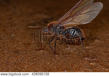 Adult Male Winged Atta Leaf-cutter Ant