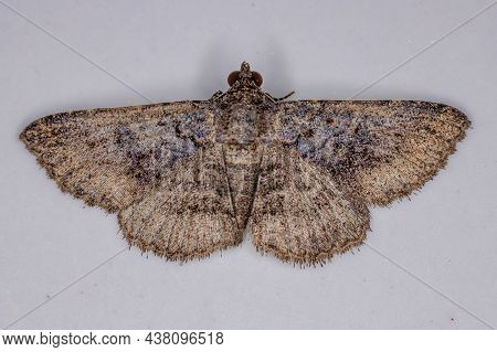 Adult Geometer Moth Of The Family Geometridae