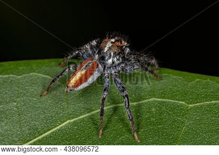 Adult Male Jumping Spider Of The Genus Frigga