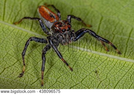 Adult Male Jumping Spider Of The Genus Frigga