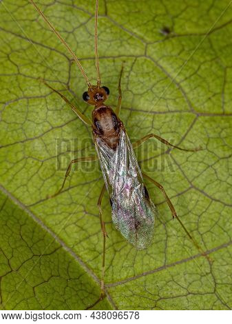 Adult Male Winged Trap-jaw Ant Of The Genus Odontomachus
