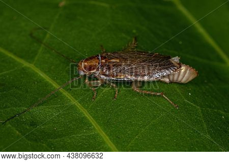 Adult Female Wood Cockroach Of The Family Ectobiidae Laying Eggs