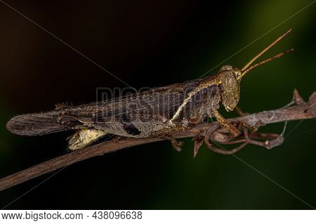 Adult Short-horned Grasshopper Of The Family Acrididae