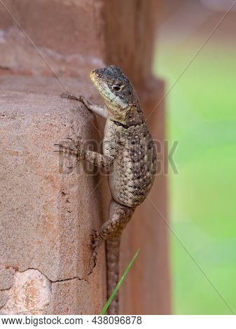 Small Ground Lizard Of The Genus Tropidurus