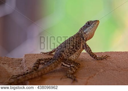 Small Ground Lizard Of The Genus Tropidurus