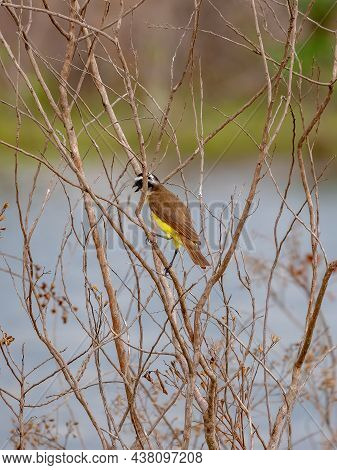 Adult Great Kiskadee Of The Species Pitangus Sulphuratus