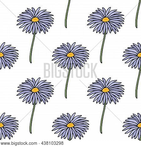 Seamless Pattern With Aster Dumosus Blaubox On White Background. Vector Image.