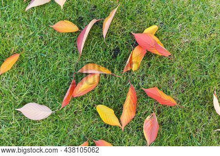 Top View The Lawn Fragment With Undersized Grass Scattered With Fallen Autumn Cherry Leaves, Texture