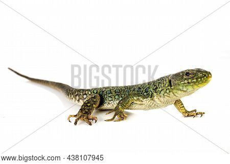 Western Green Lizard In Front Of White Background