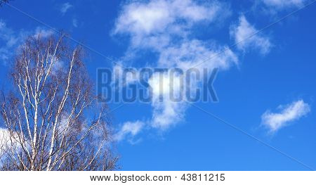 Baum gegen den Himmel