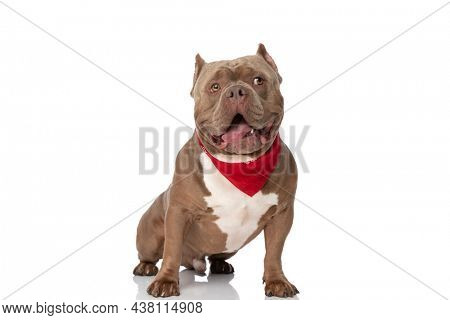 adorable american bully puppy wearing red bandana, panting and sticking out tongue, looking up and side and sitting isolated on white background in studio