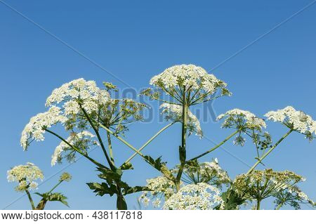 Hogweed. Flowering Plant Against The Blue Sky. Heracleum Sosnowskyi