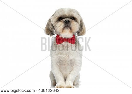 elegant shih tzu dog wearing a red bowtie and sitting and behaving against white background