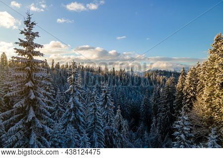 Aerial Winter Landscape With Spruse Trees Of Snow Covered Forest In Cold Mountains In The Evening.