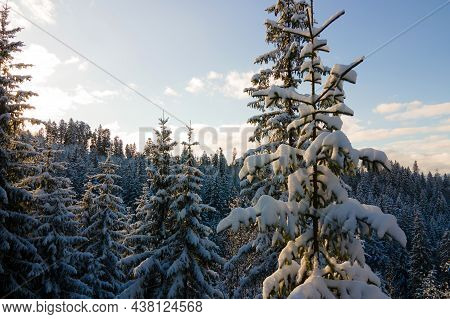 Aerial Winter Landscape With Spruse Trees Of Snow Covered Forest In Cold Mountains In The Evening.