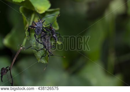 Squash Bug Or Black American Bug Species In Thailand. Live In Groups Or Separated Not Far From Each 