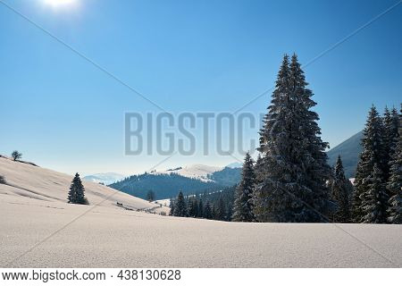 Winter Landscape With Spruse Trees Of Snow Covered Forest In Cold Mountains.