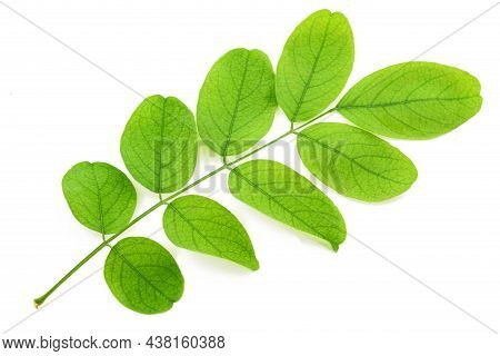 Black Locust Branch Isolated On White Background