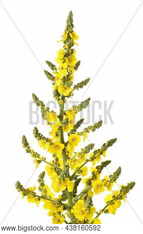 Mullein Flowers Isolated On A White Background