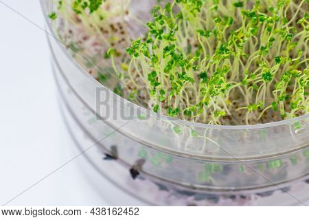 Fresh Green Broccoli Sprouts In A Transparent Sprouter, White Background. Healthy Raw, Vegan And Veg