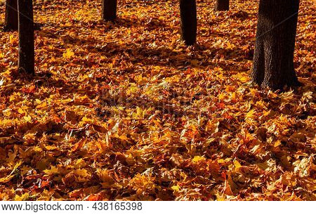 The Lower Part Of The Tree Trunks Covered With Yellow Leaves. High Quality Photo