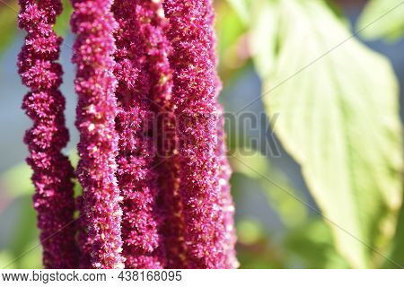 Yellow And Red Flowers Of Amaranthus Amaranthus In The Garden In Summer