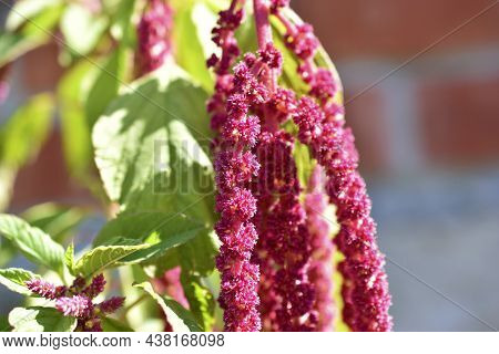 Yellow And Red Flowers Of Amaranthus Amaranthus In The Garden In Summer